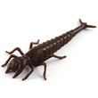 Diving Bug 2