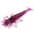 Diving Bug 2