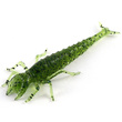 Diving Bug 2