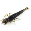 Diving Bug 2