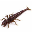 Diving Bug 2