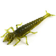 Diving Bug 2