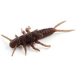 Stonefly 0.75