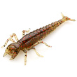 Diving Bug 2" Green Pumpkin/Red & Black