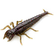 Diving Bug 2" Green Pumpkin Brown/Red & Purple