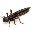 Dragonfly 1.7" Green Pumpkin Brown/Red & Purple